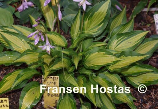 Hosta Hidden Cove